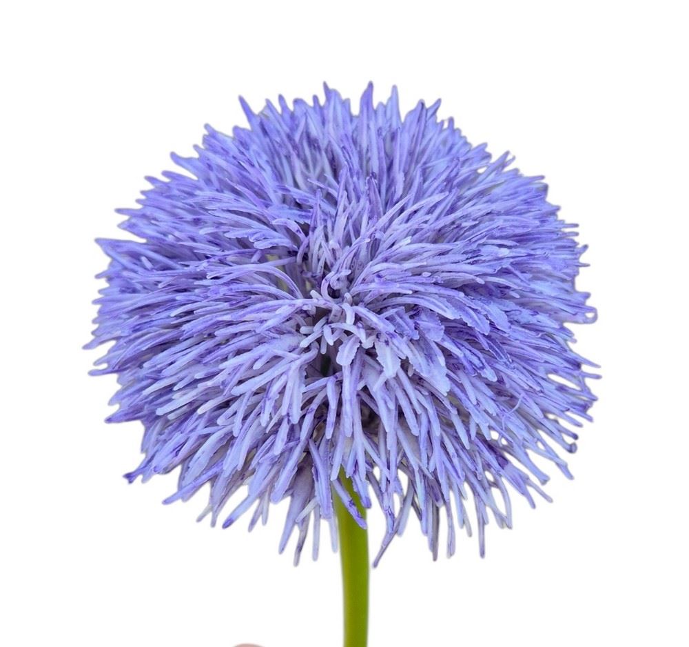 GOŹDZIK BRODATY DODATEK FJ048 35CM VIOLET