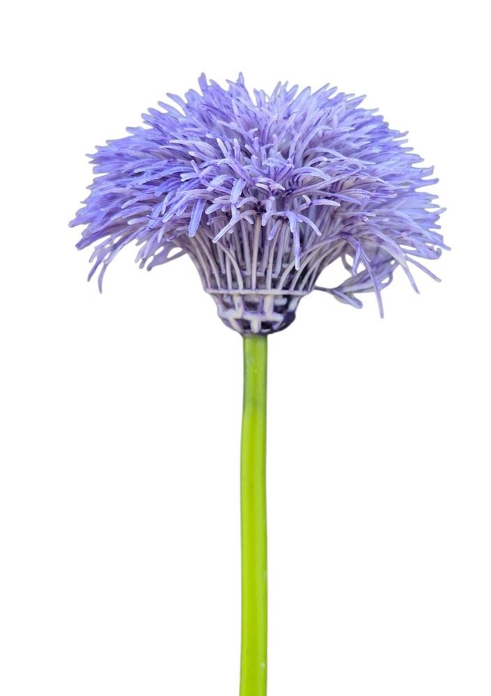 GOŹDZIK BRODATY DODATEK FJ048 35CM VIOLET