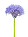 GOŹDZIK BRODATY DODATEK FJ048 35CM VIOLET