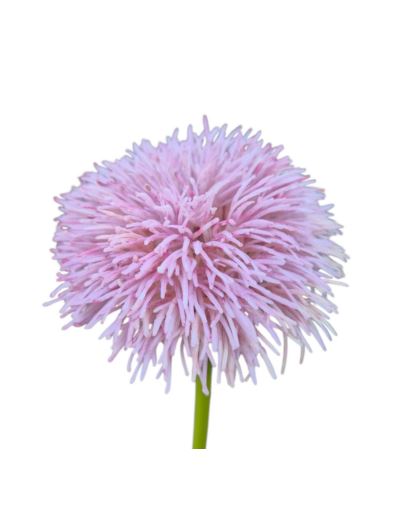 GOŹDZIK BRODATY DODATEK FJ048 35CM LT VIOLET