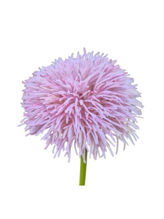 GOŹDZIK BRODATY DODATEK FJ048 35CM LT VIOLET