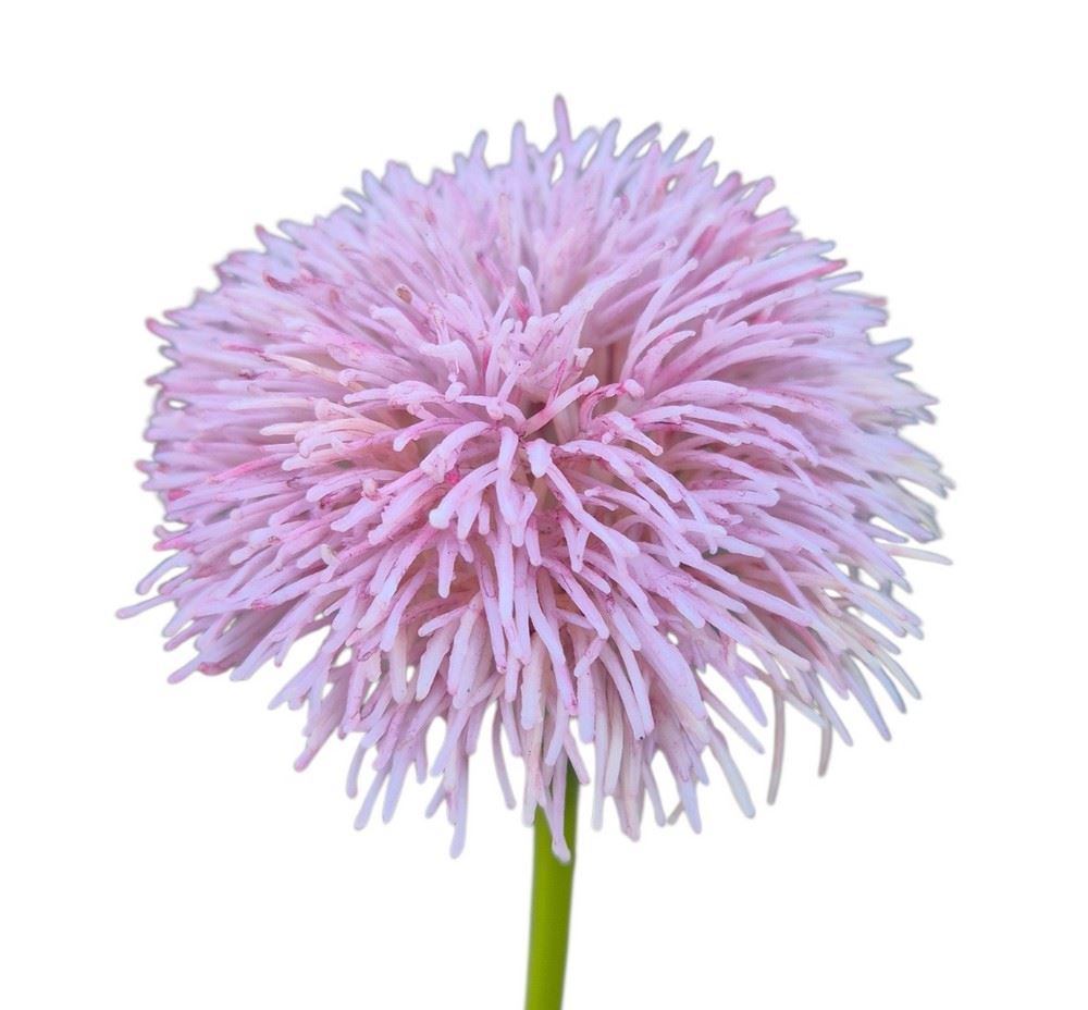 GOŹDZIK BRODATY DODATEK FJ048 35CM LT VIOLET