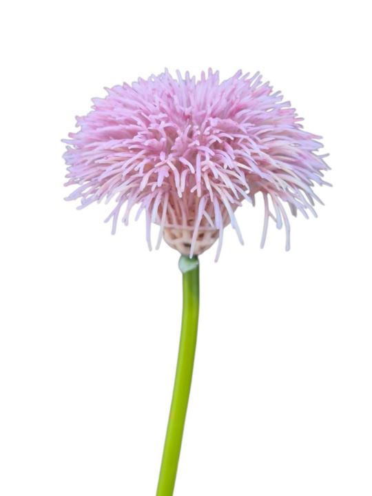 GOŹDZIK BRODATY DODATEK FJ048 35CM LT VIOLET