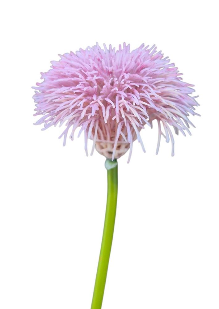 GOŹDZIK BRODATY DODATEK FJ048 35CM LT VIOLET