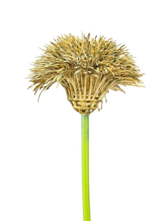 GOŹDZIK BRODATY DODATEK FJ048 35CM OLD GREEN