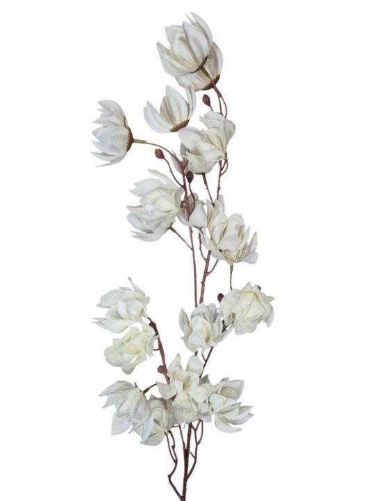 MAGNOLIA MONGOLSKA 100CM WHITE