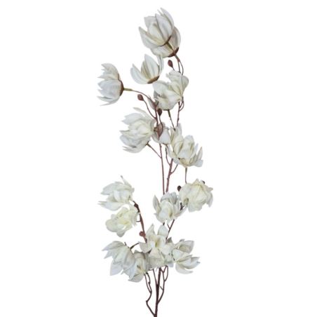 MAGNOLIA MONGOLSKA 100CM WHITE