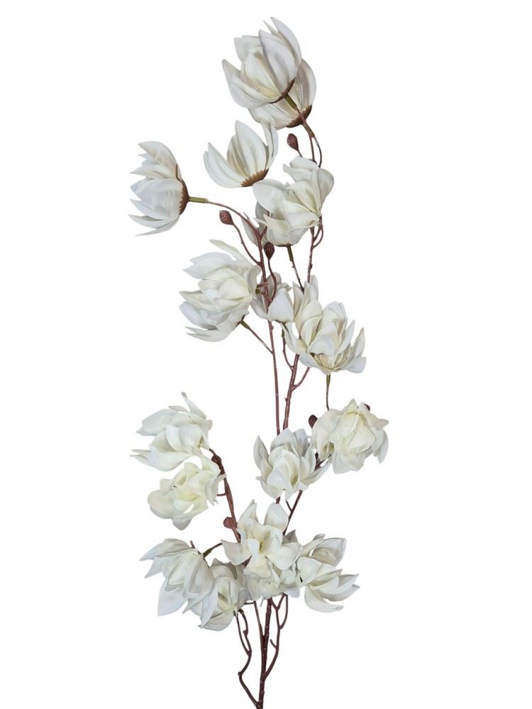MAGNOLIA MONGOLSKA 100CM WHITE