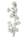 MAGNOLIA MONGOLSKA 100CM WHITE