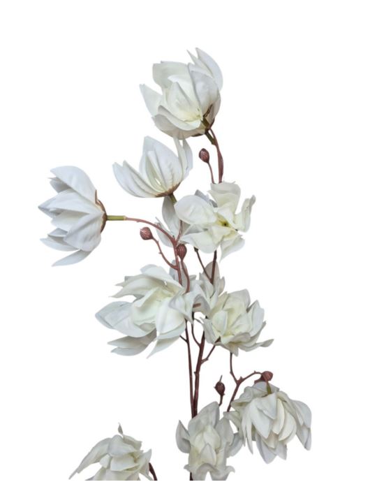 MAGNOLIA MONGOLSKA 100CM WHITE