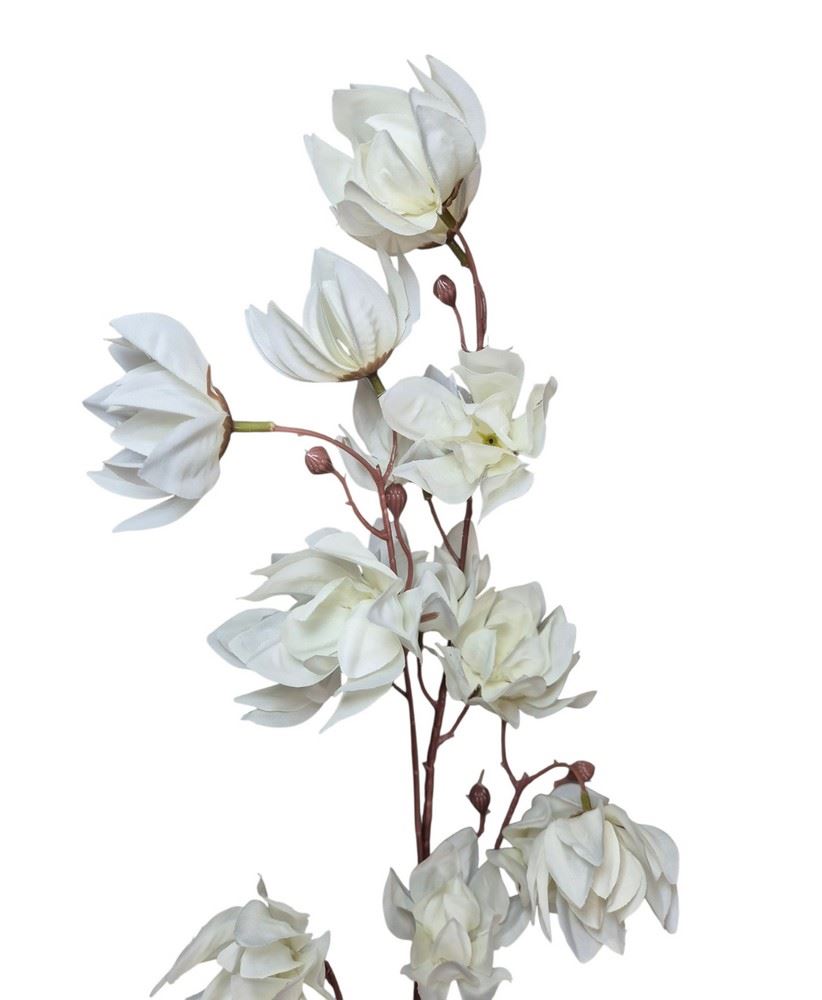 MAGNOLIA MONGOLSKA 100CM WHITE