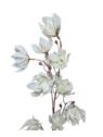 MAGNOLIA MONGOLSKA 100CM WHITE