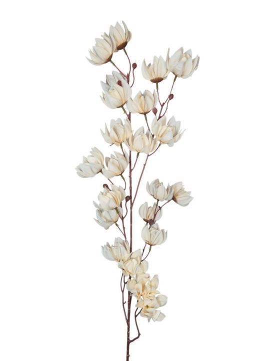 MAGNOLIA MONGOLSKA 100CM CREAM
