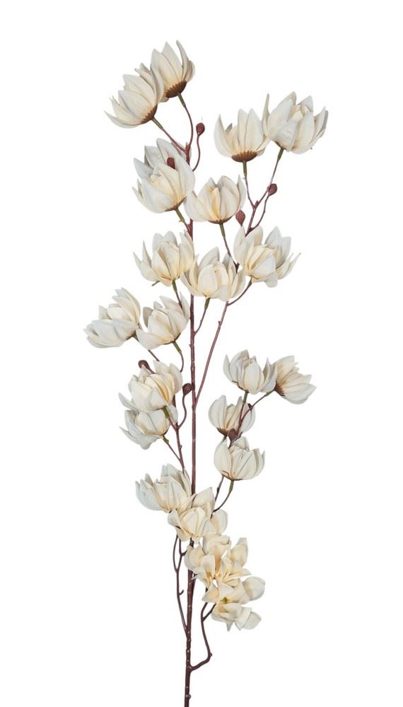 MAGNOLIA MONGOLSKA 100CM CREAM