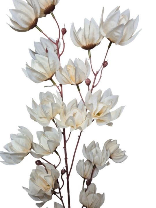 MAGNOLIA MONGOLSKA 100CM CREAM
