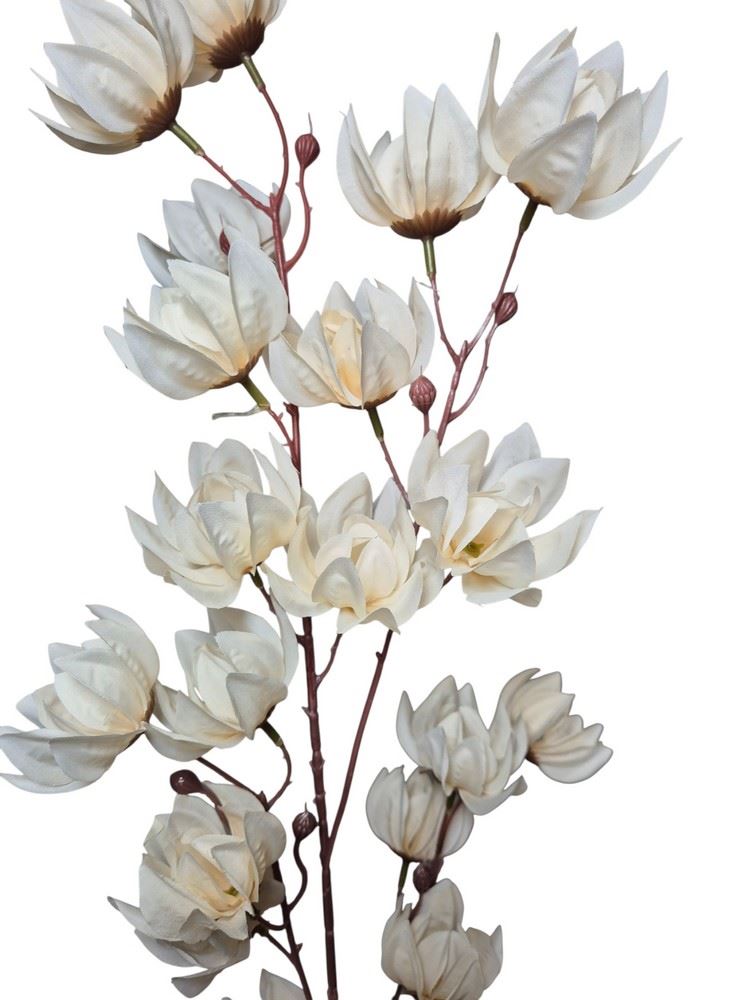 MAGNOLIA MONGOLSKA 100CM CREAM