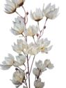 MAGNOLIA MONGOLSKA 100CM CREAM