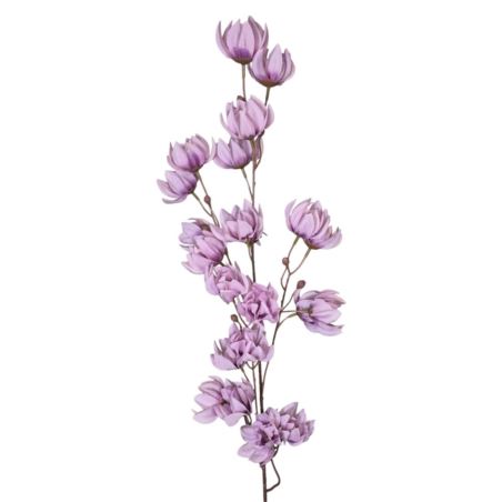 MAGNOLIA MONGOLSKA 100CM LILAC
