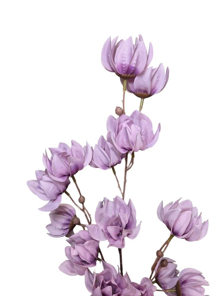 MAGNOLIA MONGOLSKA 100CM LILAC