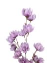 MAGNOLIA MONGOLSKA 100CM LILAC