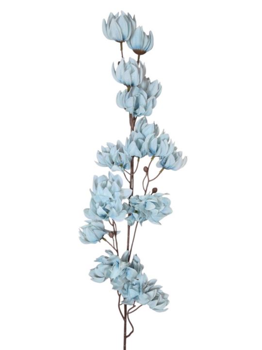 MAGNOLIA MONGOLSKA 100CM BLUE