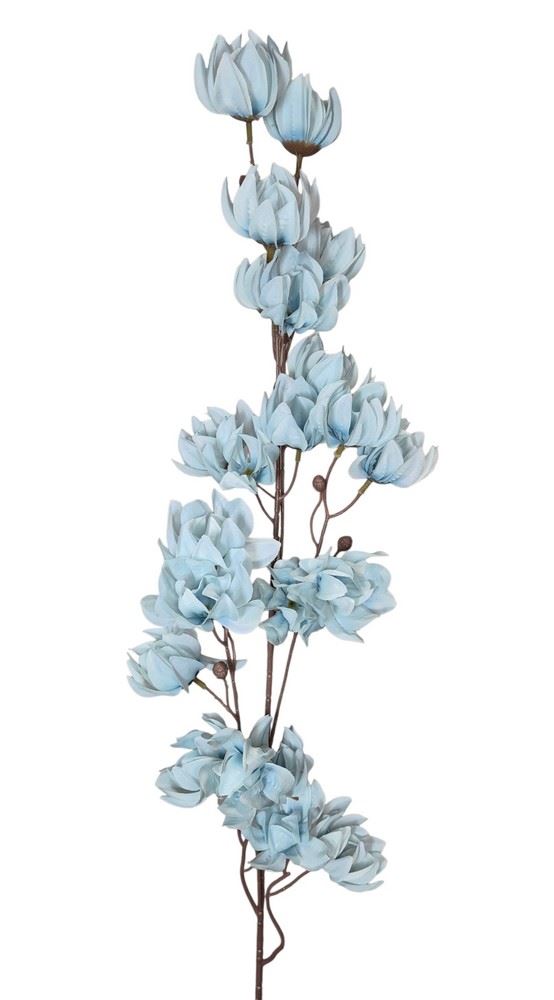 MAGNOLIA MONGOLSKA 100CM BLUE