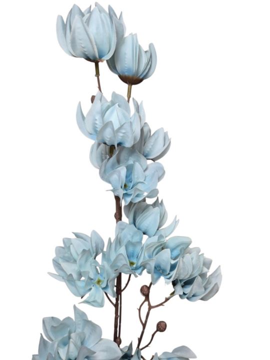 MAGNOLIA MONGOLSKA 100CM BLUE