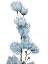 MAGNOLIA MONGOLSKA 100CM BLUE
