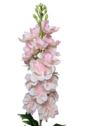 OSTRÓŻKA GAŁĄZKA 90CM LT.PINK PINK