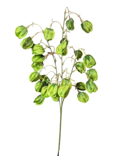 MIECHUNKA - PHYSALIS  80CM /5123 GREEN