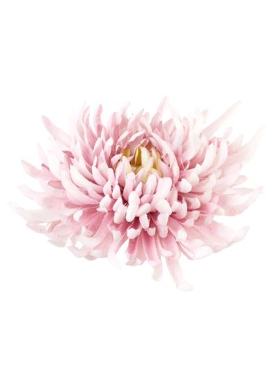 CHRYZANTEMA PŁASKA 20CM SOFT BLUSH PINK
