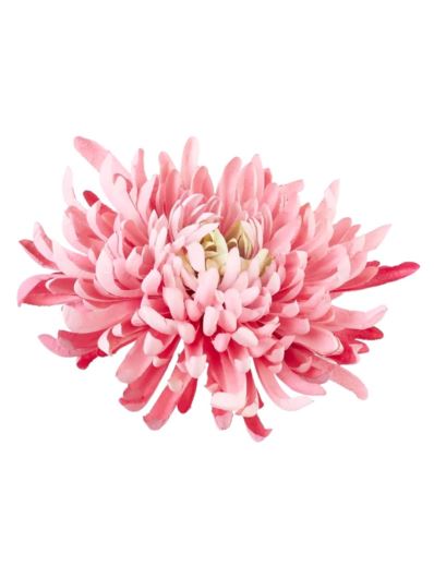 CHRYZANTEMA PŁASKA 20CM MIDIUM PINK