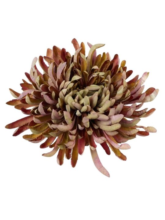 CHRYZANTEMA PŁASKA 20CM BROWNISH OLIVE