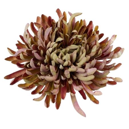 CHRYZANTEMA PŁASKA 20CM BROWNISH OLIVE