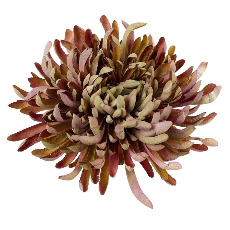 CHRYZANTEMA PŁASKA 20CM BROWNISH OLIVE