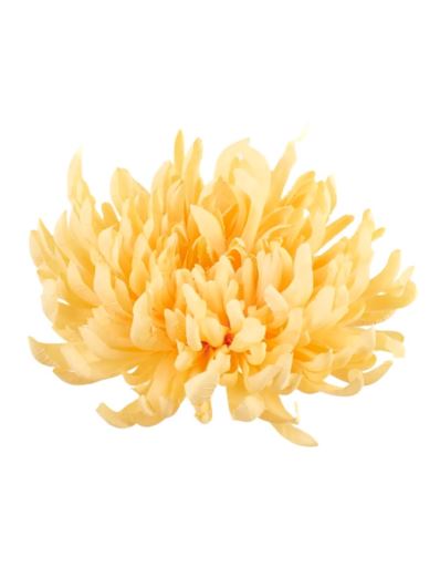 CHRYZANTEMA PŁASKA 20CM LIGHT GOLDEN YELLOW