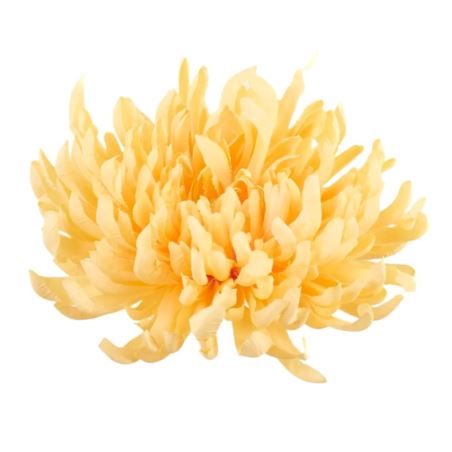 CHRYZANTEMA PŁASKA 20CM LIGHT GOLDEN YELLOW