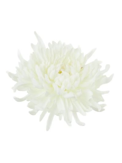 CHRYZANTEMA PŁASKA 20CM CREAM WHITE
