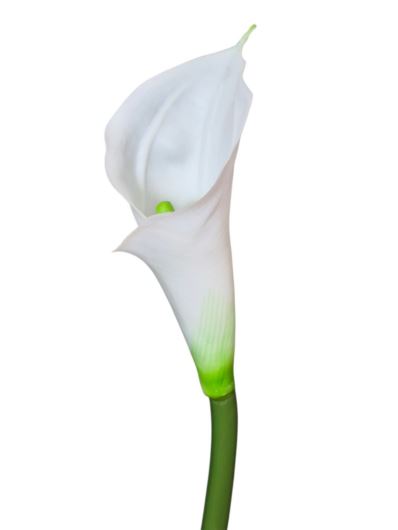 CALLA - GUMA RURKA M  72CM 1 CREAM GREEN
