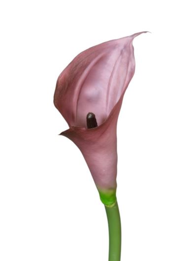 CALLA - GUMA RURKA M  72CM C20 BURGUNDY