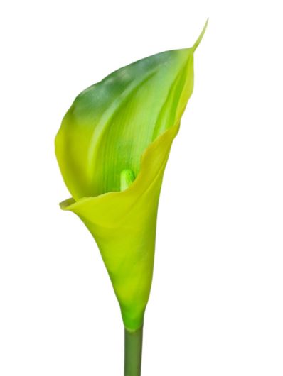 CALLA - GUMA RURKA M  72CM 10 LT GREEN