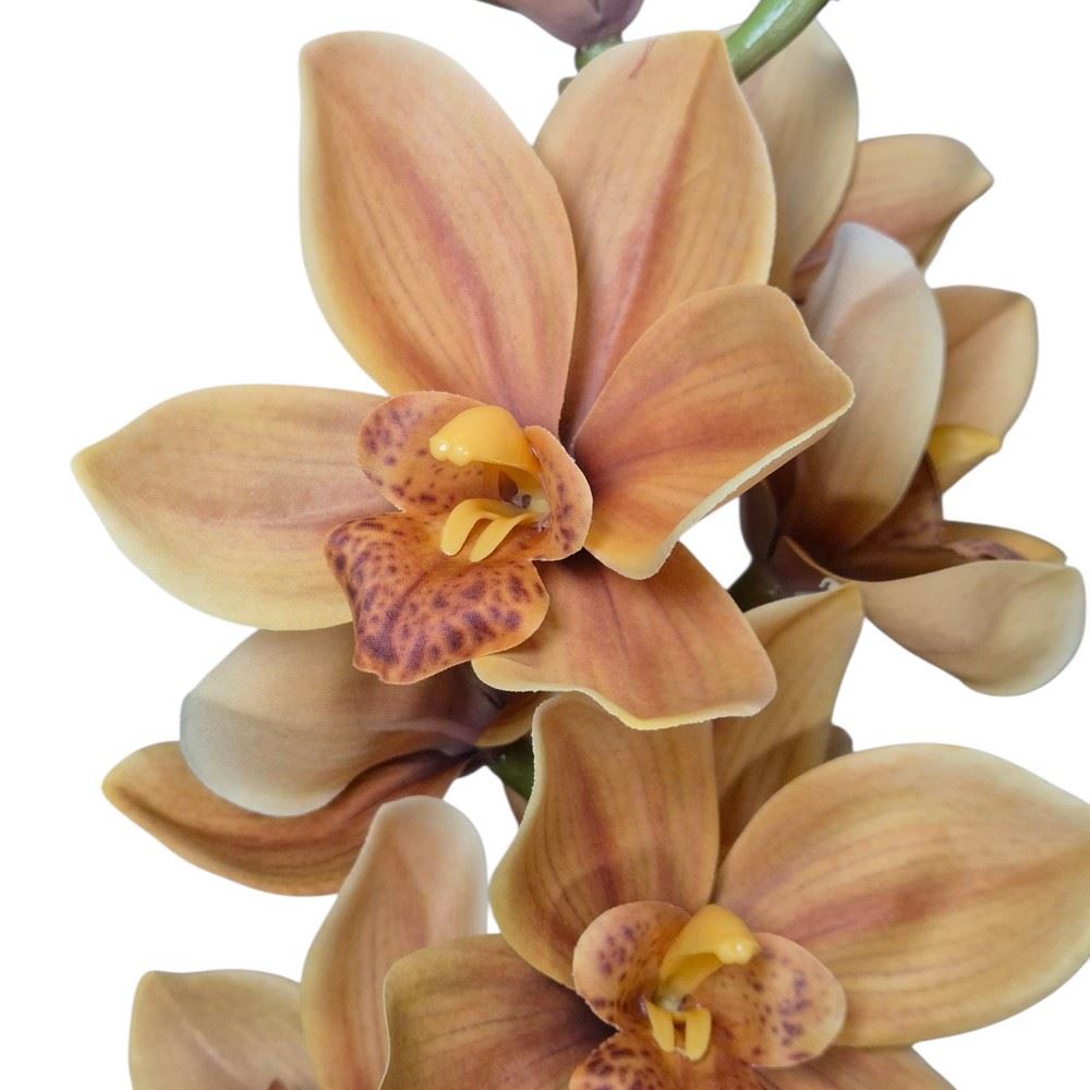 STORCZYK CYMBIDIUM 76CM BROWN YELLOW