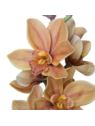 STORCZYK CYMBIDIUM 76CM BROWN YELLOW