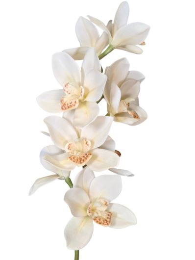 STORCZYK CYMBIDIUM 76CM CREAM