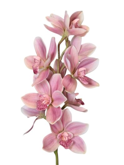 STORCZYK CYMBIDIUM 76CM PURPLE