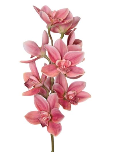 STORCZYK CYMBIDIUM 76CM PINK 147