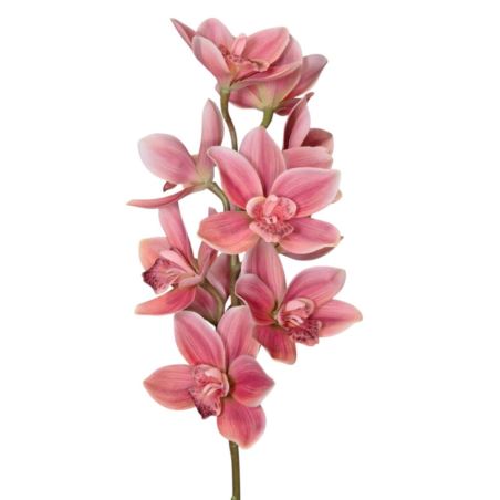 STORCZYK CYMBIDIUM 76CM PINK 147