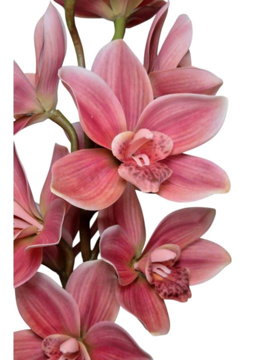 STORCZYK CYMBIDIUM 76CM PINK 147