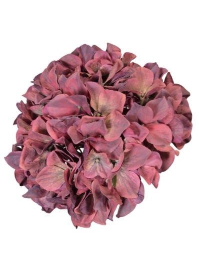 HORTENSJA GŁOWA 19CM B34-07 BURGUNDY VINE
