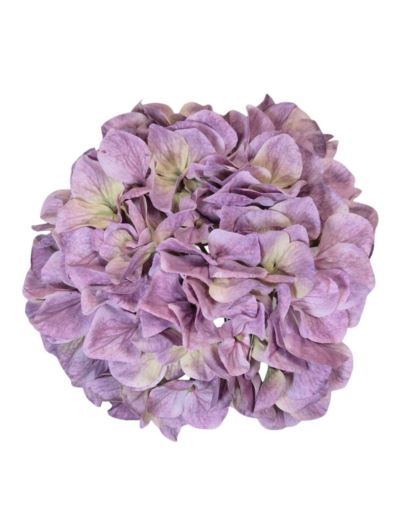 HORTENSJA GŁOWA 19CM B34-10 OLD VIOLET GREEN